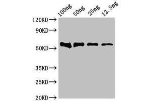 Western Blot Positive WB detected in Recombinant protein All lanes: DNAH12 antibody at 4 μg/mL Secondary Goat polyclonal to rabbit IgG at 1/50000 dilution Predicted band size: 53 kDa Observed band size: 53 kDa (DNAH12 anticorps  (AA 2423-2632))
