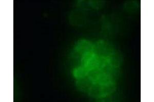 Immunofluorescence analysis of HEK 293T cells overexpressing human O3FAR1, using O3FAR1 monoclonal antibody, clone 2B6  . (O3FAR1 anticorps)