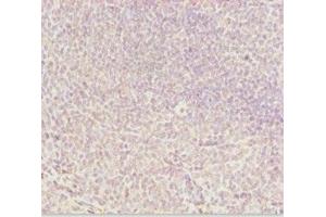 Immunohistochemistry of paraffin-embedded human tonsil tissue using ABIN7144962 at dilution of 1:100