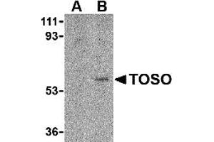 Western Blotting (WB) image for anti-Fas Apoptotic Inhibitory Molecule 3 (FAIM3) (C-Term) antibody (ABIN1030763) (FAIM3 anticorps  (C-Term))