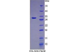 SDS-PAGE of Protein Standard from the Kit (Highly purified E.