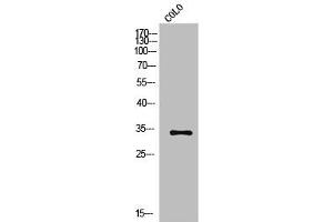 Western Blot analysis of COLO cells using Olfactory receptor 2A42 Polyclonal Antibody (OR2A1 anticorps  (C-Term))
