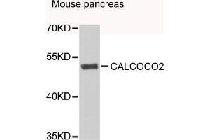 Western blot analysis of extracts of mouse pancreas, using CALCOCO2 antibody (ABIN4903108) at 1:1000 dilution. (CALCOCO2 anticorps)