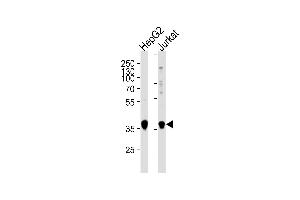 Western blot analysis of lysates from HepG2,Jurkat cell line (from left to right),using MTR1B Antibody (ABIN486400 and ABIN1535781). (Melatonin Receptor 1B anticorps)