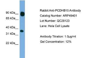 WB Suggested Anti-PCDHB15  Antibody Titration: 0. (PCDHB15 anticorps  (N-Term))