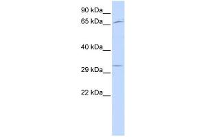 WB Suggested Anti-UTF1 Antibody Titration:  0. (UTF1 anticorps  (Middle Region))
