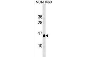 Western Blotting (WB) image for anti-GRB2-Binding Adaptor Protein, Transmembrane (GAPT) antibody (ABIN3001145) (GAPT anticorps)