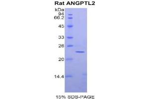 SDS-PAGE analysis of Rat ANGPTL2 Protein.