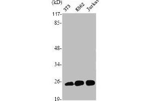 Western Blot analysis of Jurkat HuvEc cells using Ran Polyclonal Antibody (RAN anticorps  (C-Term))