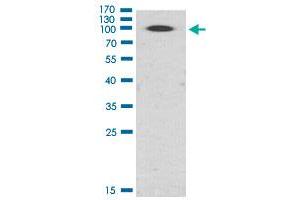 Western Blot (Cell lysate) analysis of Hela cell lysate.
