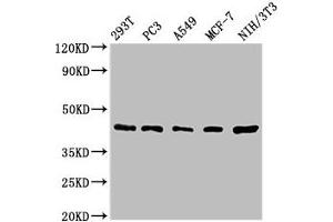 Western Blot Positive WB detected in: 293T whole cell lysate, PC-3 whole cell lysate, A549 whole cell lysate, MCF-7 whole cell lysate, NIH/3T3 whole cell lysate All lanes: SAV1 antibody at 1.