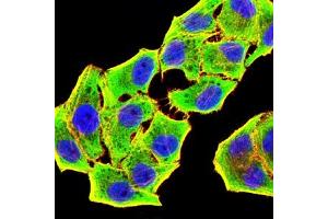 Immunofluorescence analysis of Hela cells using GSTP1 mouse mAb (green).