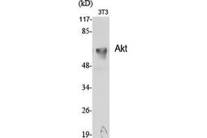 Western Blot (WB) analysis of specific cells using Akt Polyclonal Antibody. (AKT1 anticorps  (Internal Region))