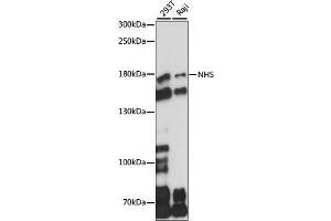 Western blot analysis of extracts of various cell lines, using NHS antibody (ABIN7268827) at 1:1000 dilution. (Nhs anticorps  (AA 600-900))
