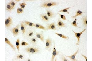 Anti-SHC antibody, ICC ICC: A549 Cell