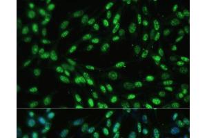 Immunofluorescence analysis of NIH-3T3 cells using DDX39B Polyclonal Antibody at dilution of 1:100 (40x lens).