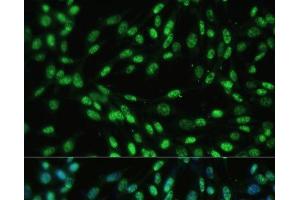 Immunofluorescence analysis of NIH-3T3 cells using DDX39B Polyclonal Antibody at dilution of 1:100 (40x lens). (DDX39B anticorps)