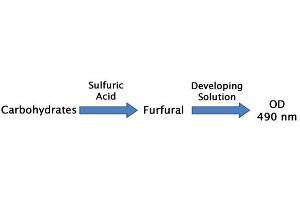 Total Carbohydrate Assay principle. (Total Carbohydrate Assay Kit)