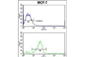 Flow cytometric analysis of MCF-7 cells (bottom histogram) compared to a negative control cell (top histogram). (CHMP4B anticorps  (N-Term))