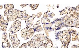 Detection of PODXL in Human Placenta Tissue using Polyclonal Antibody to Podocalyxin (PODXL)
