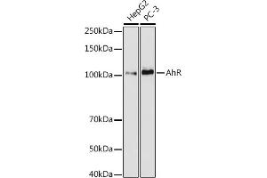 Western blot analysis of extracts of various cell lines, using AhR antibody (ABIN7265679) at 1:1000 dilution. (Aryl Hydrocarbon Receptor anticorps)