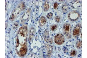 Immunohistochemical staining of paraffin-embedded Human Kidney tissue using anti-MPI mouse monoclonal antibody.