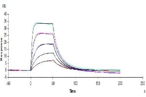 Human IL-2 R alpha, His Tag captured on CM5 Chip via anti-His antibody can bind Human IL-2, No Tag with an affinity constant of 15. (IL-2 Protein (AA 21-153))