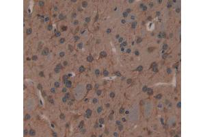 Used in DAB staining on fromalin fixed paraffin- embedded brain tissue