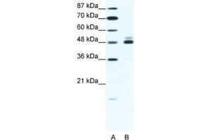Western Blotting (WB) image for anti-Cholinergic Receptor, Nicotinic, beta 2 (Neuronal) (CHRNB2) antibody (ABIN2463733) (CHRNB2 anticorps)