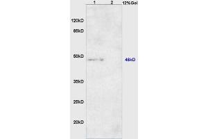 Lane 1: mouse heart lysates Lane 2: mouse muscle lysates probed with Anti DNA Polymerase beta Polyclonal Antibody, Unconjugated (ABIN1386139) at 1:200 in 4 °C.