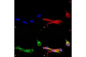 Immunocytochemistry/Immunofluorescence analysis using Mouse Anti-mGluR1/5 Monoclonal Antibody, Clone S75-33 (ABIN2483979).