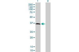Western Blot analysis of MOS expression in transfected 293T cell line by MOS MaxPab polyclonal antibody. (MOS anticorps  (AA 1-346))