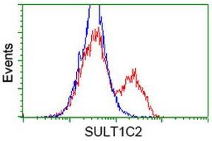 HEK293T cells transfected with either RC202775 overexpress plasmid (Red) or empty vector control plasmid (Blue) were immunostained by anti-SULT1C2 antibody (ABIN2454460), and then analyzed by flow cytometry. (SULT1C2 anticorps)