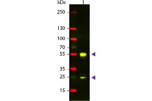 Western Blot of Donkey anti-Sheep IgG Texas Red Conjugated Antibody. (Âne anti-Mouton IgG (Heavy & Light Chain) Anticorps (Texas Red (TR)) - Preadsorbed)