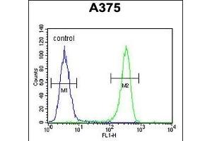DSC1 Antibody (C-term) (ABIN652610 and ABIN2842408) flow cytometric analysis of  cells (right histogram) compared to a negative control cell (left histogram).