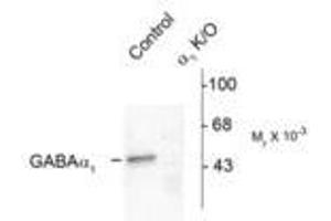 Image no. 1 for anti-gamma-aminobutyric Acid (GABA) A Receptor, alpha 1 (GABRA1) (N-Term) antibody (ABIN221189) (GABRA1 anticorps  (N-Term))