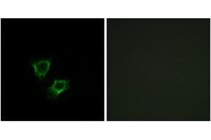 Immunofluorescence analysis of A549 cells, using ZNRF2 Antibody. (ZNRF2 anticorps  (AA 161-210))