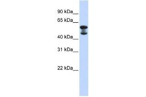 EHD4 antibody used at 1 ug/ml to detect target protein. (EHD4 anticorps  (Middle Region))