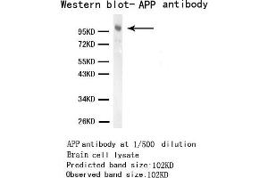 ELISA, WB. (APP anticorps)