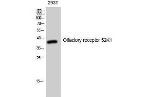 Western Blotting (WB) image for anti-Olfactory Receptor, Family 52, Subfamily K, Member 1 (OR52K1) (Internal Region) antibody (ABIN3176592) (OR52K1 anticorps  (Internal Region))