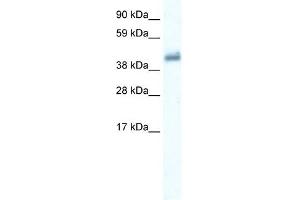 WB Suggested Anti-GABRE Antibody Titration:  0. (GABRE anticorps  (Middle Region))