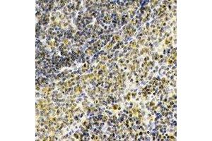 anti-Septin 1 (SEPT1) antibody