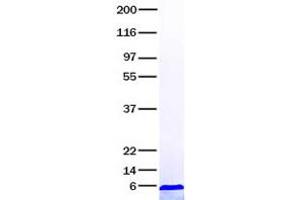Validation with Western Blot (Relaxin 3 Protein (RLN3))