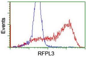 Image no. 7 for anti-Ret Finger Protein-Like 3 (RFPL3) antibody (ABIN1500675) (RFPL3 anticorps)