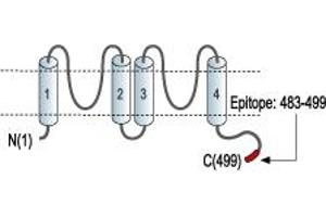 anti-Potassium Channel, Subfamily K, Member 5 (KCNK5) (AA 483-499), (C-Term), (Intracellular) antibody