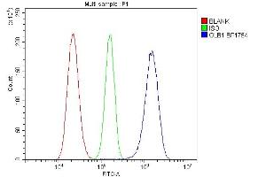 Flow Cytometry analysis of RH35 cells using anti-GLB1 antibody (ABIN7599649). (GLB1 anticorps  (AA 103-646))