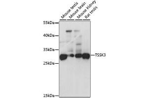 Western blot analysis of extracts of various cell lines, using TSSK3 antibody (ABIN2560599) at 1:1000 dilution.