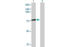 Western Blot analysis of ACSL3 expression in transfected 293T cell line by ACSL3 MaxPab polyclonal antibody. (Acsl3 anticorps  (AA 1-720))