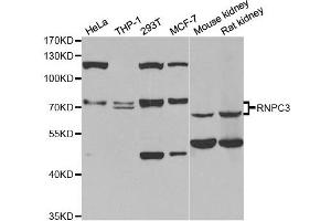 Western Blotting (WB) image for anti-RNA-Binding Region (RNP1, RRM) Containing 3 (RNPC3) antibody (ABIN1980349) (RNP anticorps)