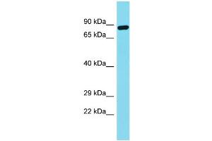 Western Blotting (WB) image for anti-Fibronectin Type III Domain Containing 7 (FNDC7) (N-Term) antibody (ABIN2791548) (FNDC7 anticorps  (N-Term))